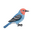 Osmaura logo