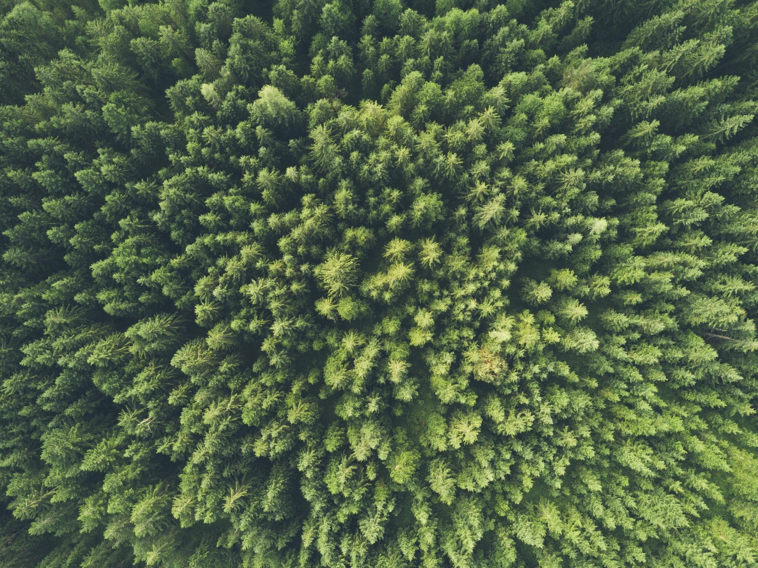 Overstory Vegetation AI preview